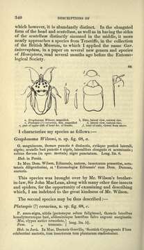 Image of <i>Graphosoma semipunctatum</i>