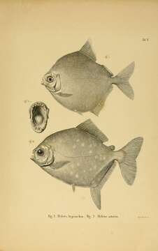 Image of Myloplus asterias (Müller & Troschel 1844)