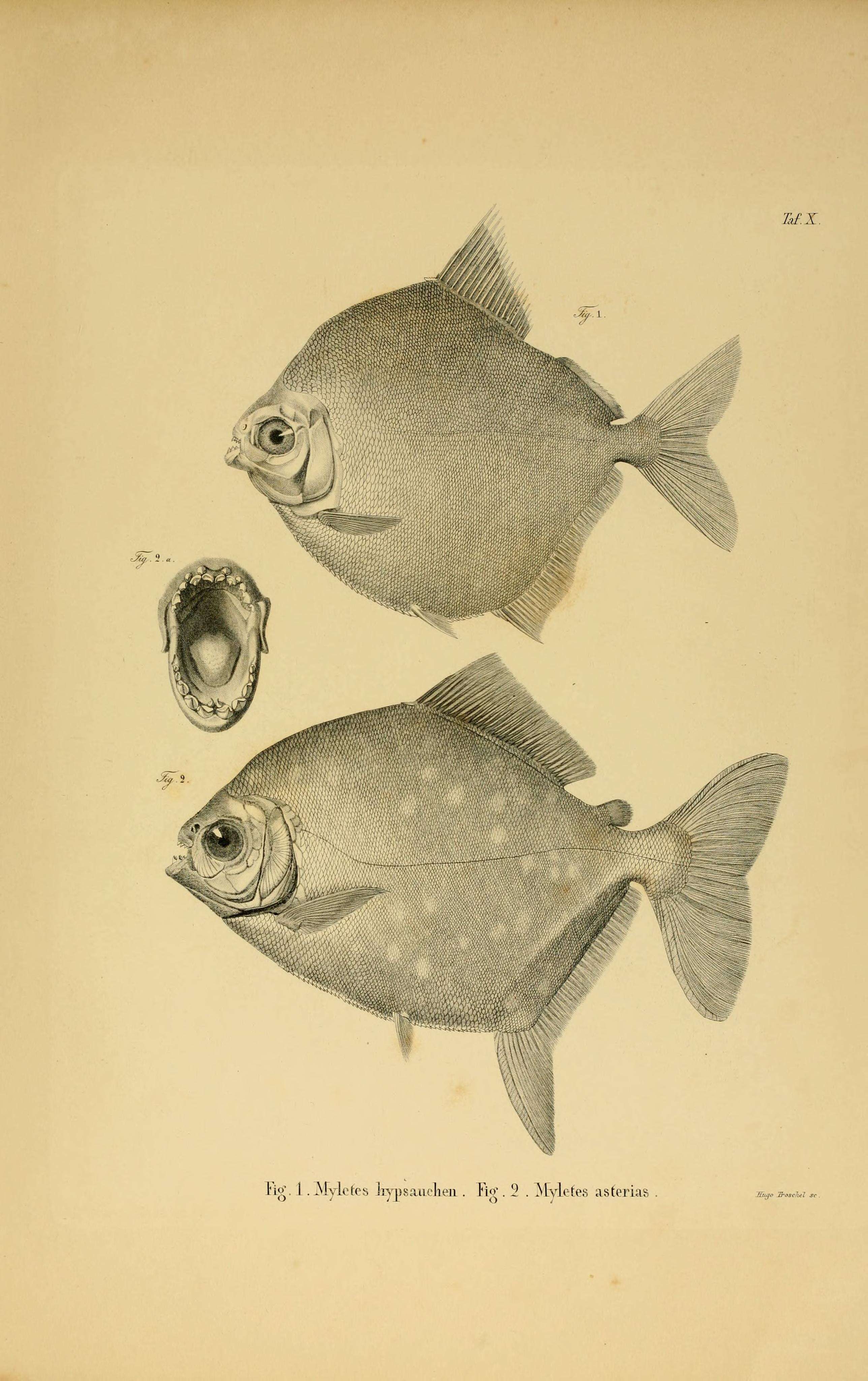 Слика од Myloplus asterias (Müller & Troschel 1844)