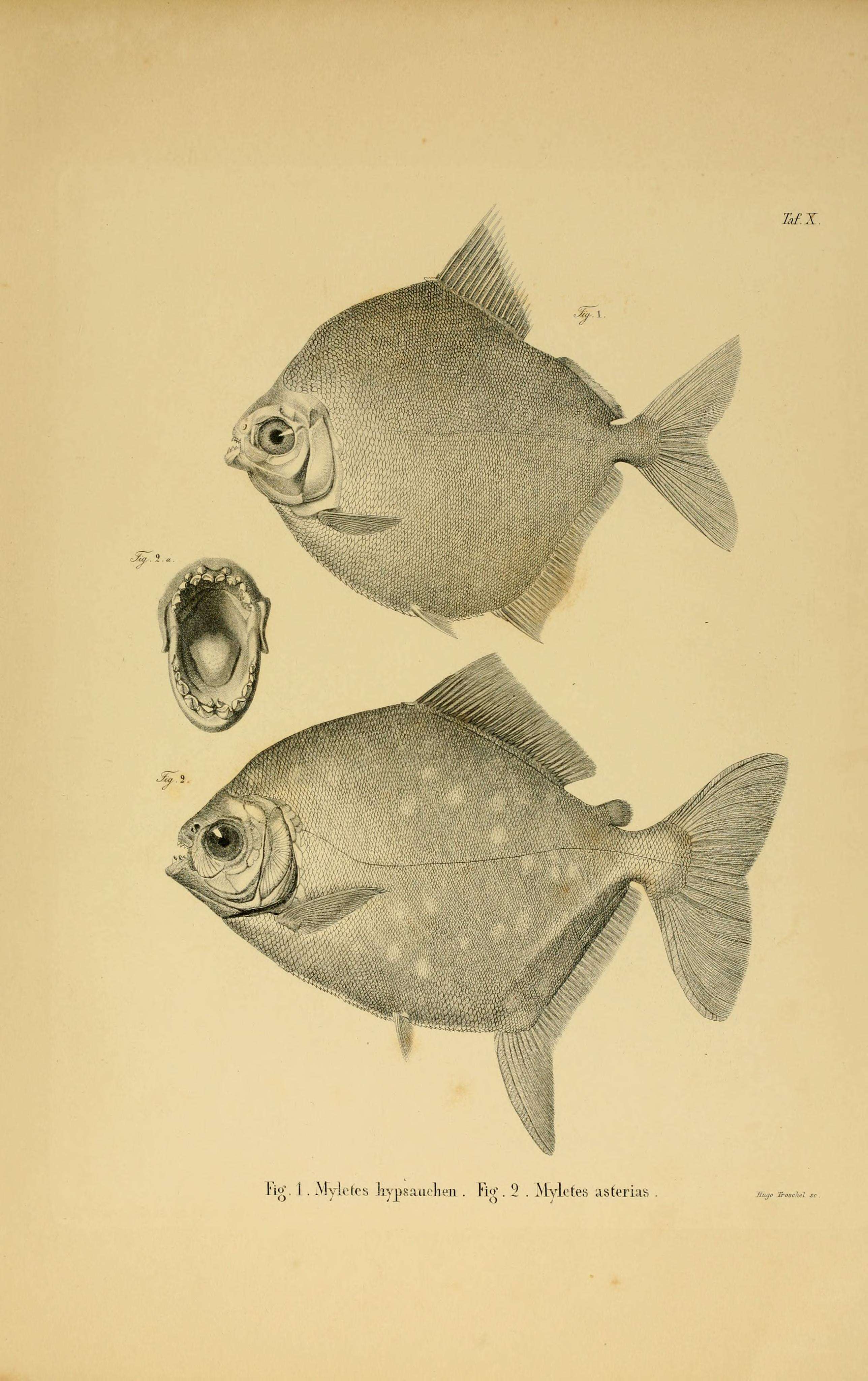 Myloplus asterias (Müller & Troschel 1844)的圖片