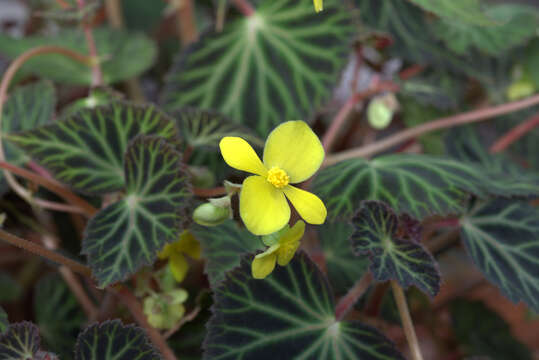 Слика од Begonia pearcei Hook. fil.