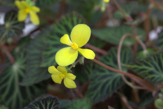 Image of Begonia pearcei Hook. fil.