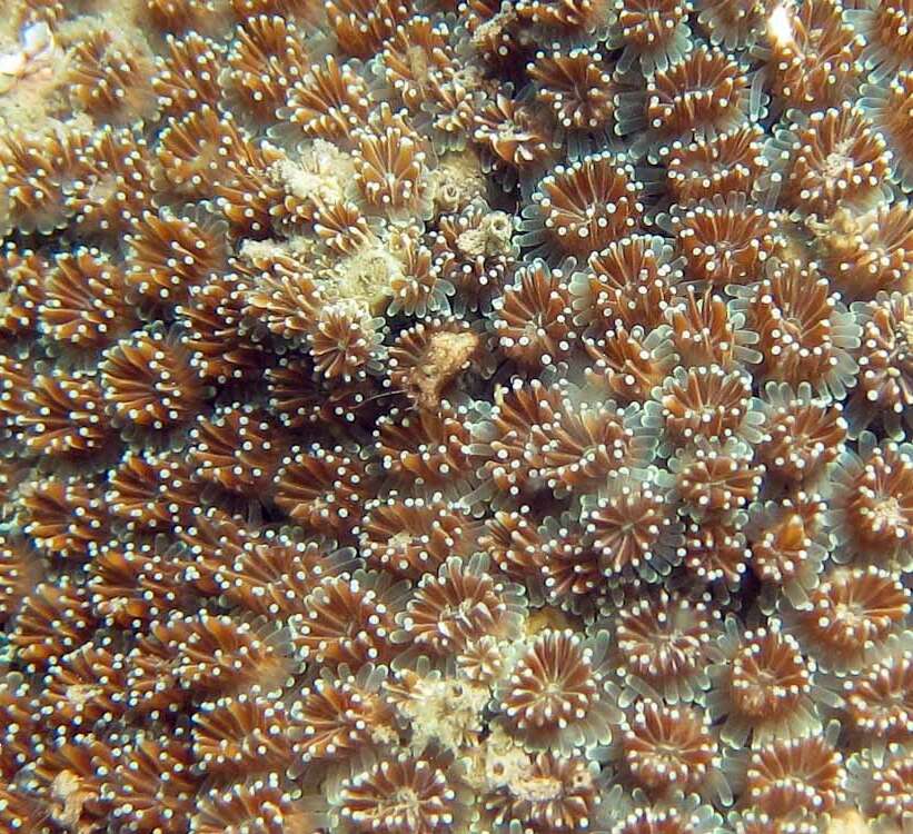 Image of Galaxea coral