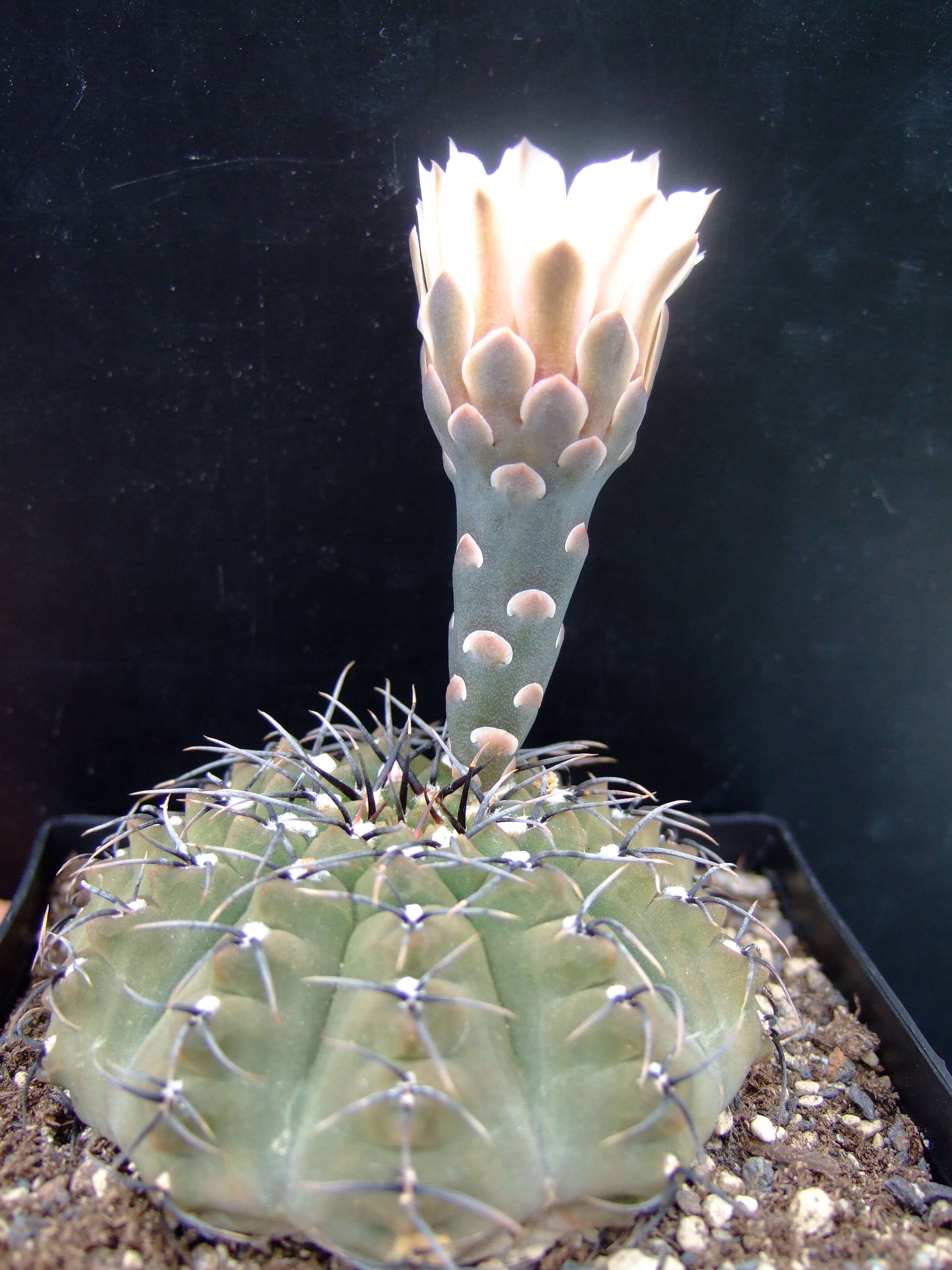 Imagem de <i>Gymnocalycium quehlianum</i>