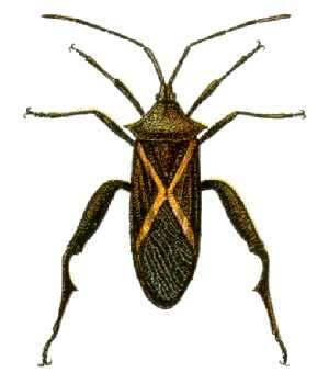 Image of Crusader bug