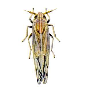 Image of Peregrinus