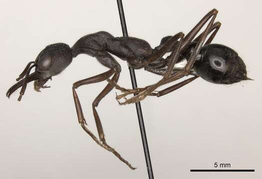 Image of bull ant