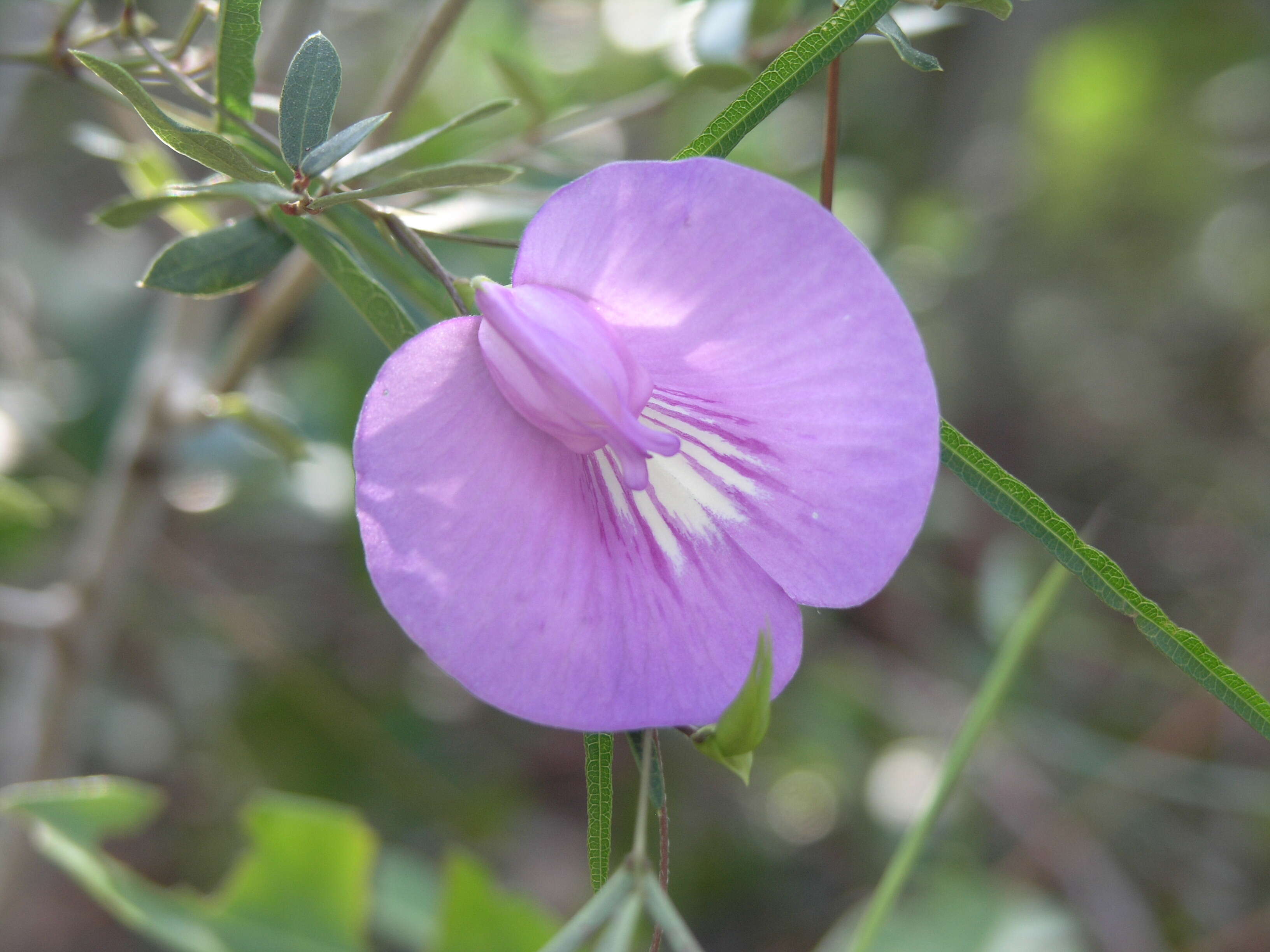 Image of spurred butterfly pea