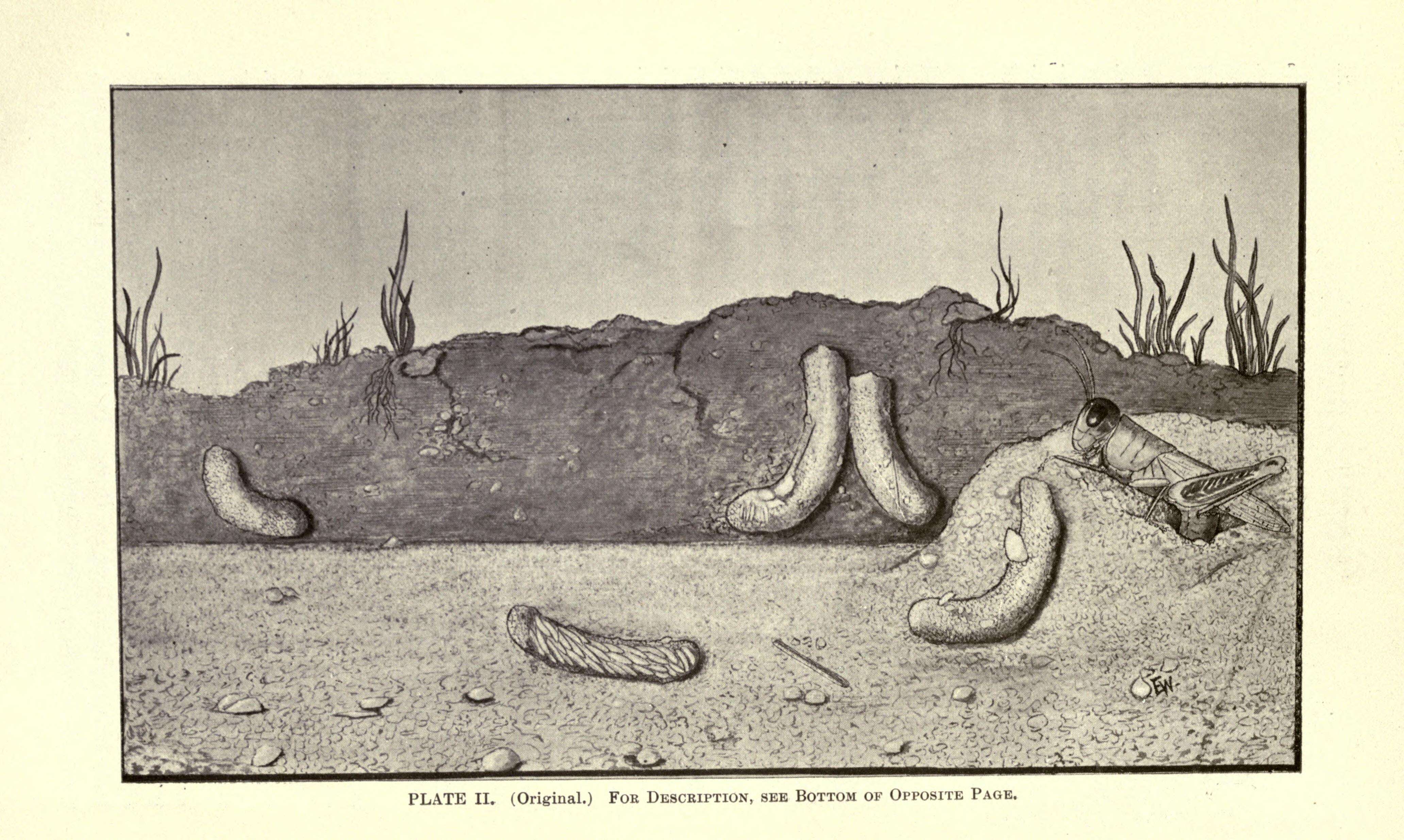 Melanoplus differentialis (Thomas & C. 1865)的圖片