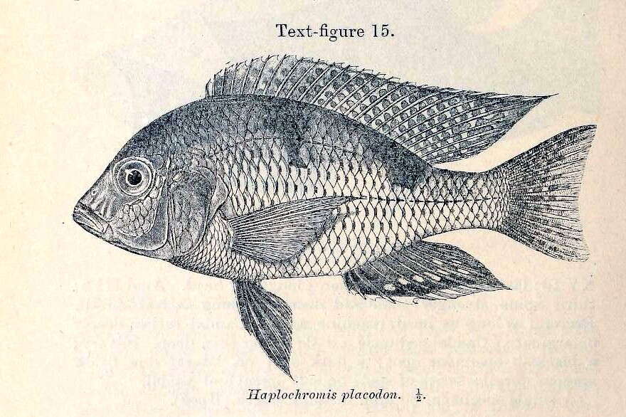 Image de Trematocranus placodon (Regan 1922)