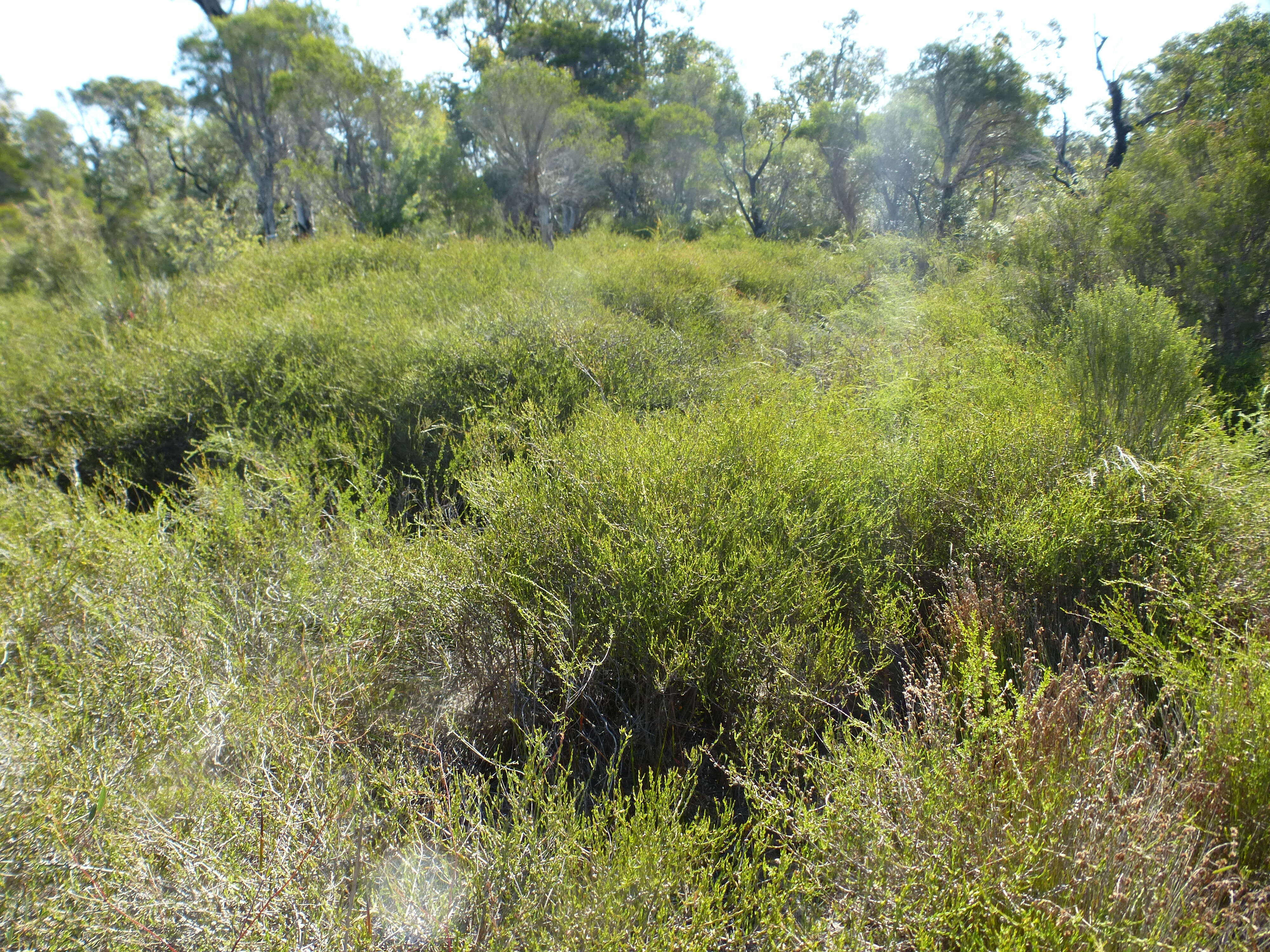 Imagem de Melaleuca acutifolia (Benth.) Craven & Lepschi