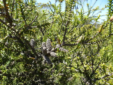 Imagem de Melaleuca adnata Turcz.