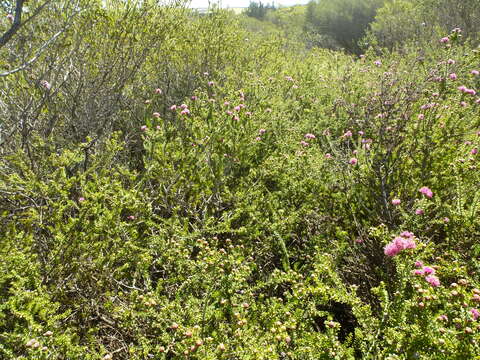 Image de Melaleuca amydra L. A. Craven