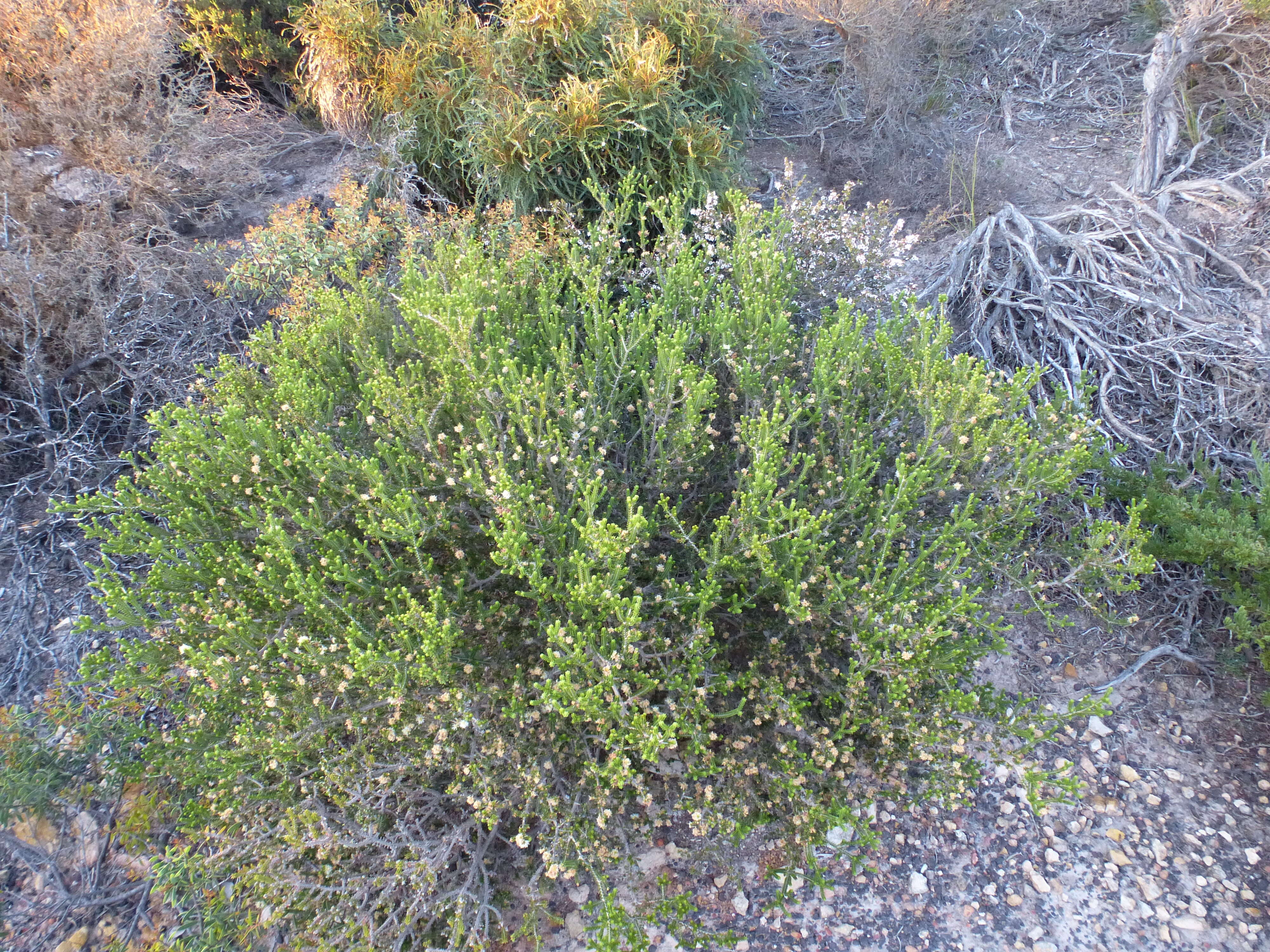 Sivun Melaleuca araucarioides B. A. Barlow kuva