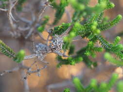 صورة Melaleuca araucarioides B. A. Barlow