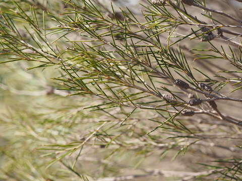 Image de Melaleuca atroviridis Craven & Lepschi