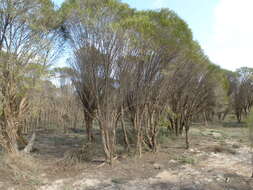 Image de Melaleuca atroviridis Craven & Lepschi