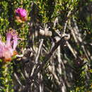 Sivun Melaleuca bisulcata F. Müll. kuva