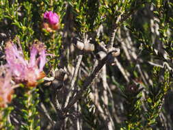 Imagem de Melaleuca bisulcata F. Müll.