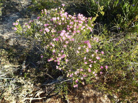 Image of Melaleuca bisulcata F. Müll.