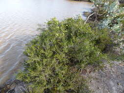 Sivun Melaleuca blaeriifolia Turcz. kuva