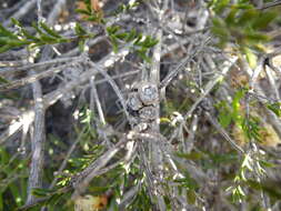 Sivun Melaleuca bracteosa Turcz. kuva