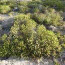 Sivun Melaleuca bracteosa Turcz. kuva