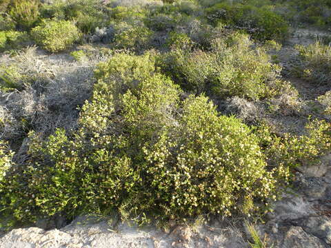 Sivun Melaleuca bracteosa Turcz. kuva