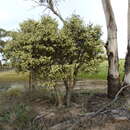 Image of Melaleuca brophyi L. A. Craven