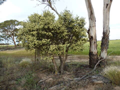 Image of Melaleuca brophyi L. A. Craven