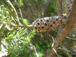 Image of Melaleuca calothamnoides F. Müll.