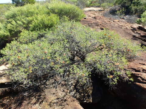 Image of Melaleuca calothamnoides F. Müll.