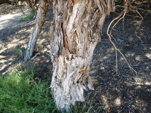 صورة Melaleuca cardiophylla F. Müll.