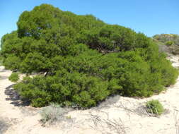 صورة Melaleuca cardiophylla F. Müll.