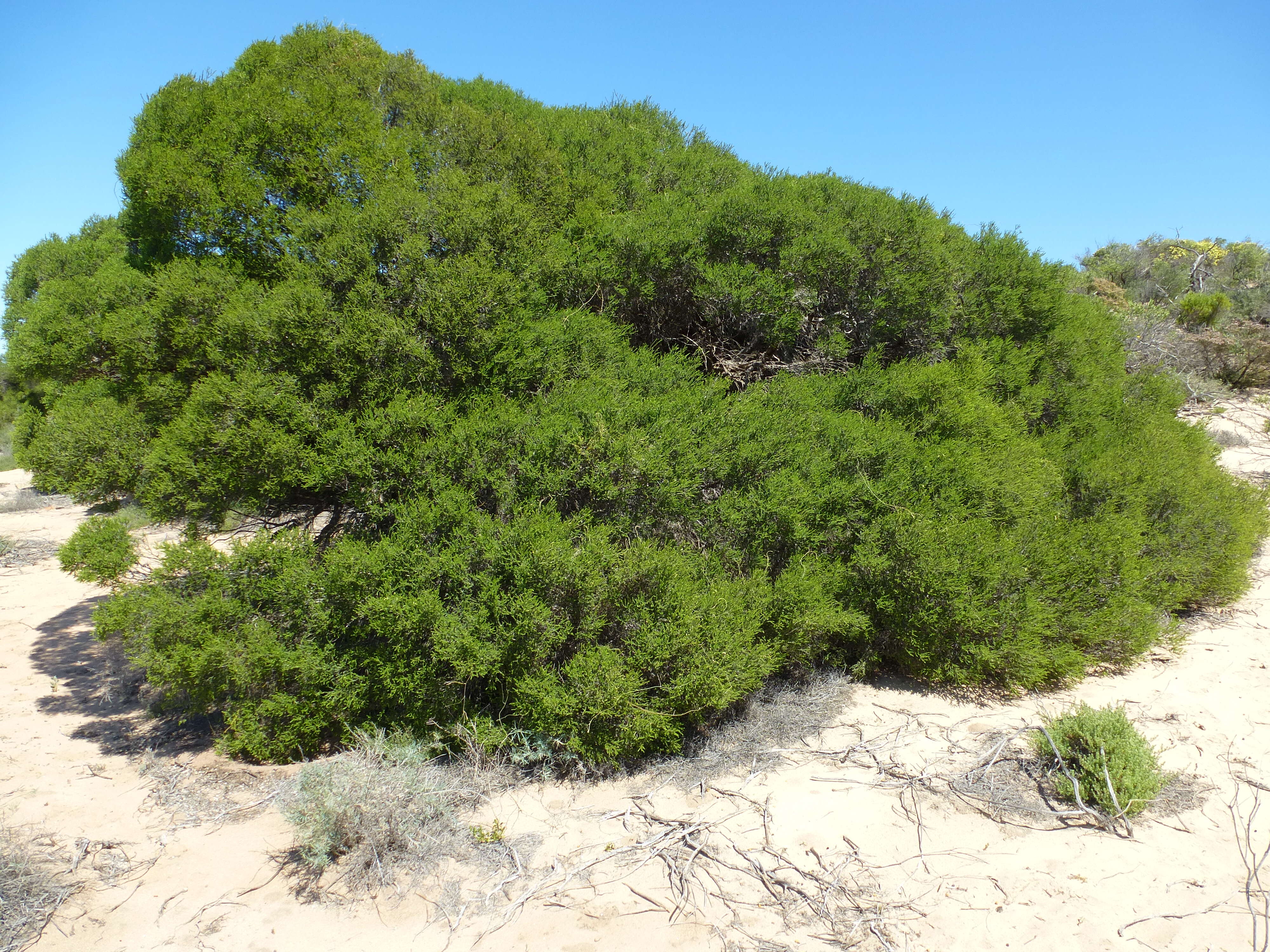 Sivun Melaleuca cardiophylla F. Müll. kuva