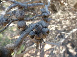 Sivun Melaleuca cardiophylla F. Müll. kuva