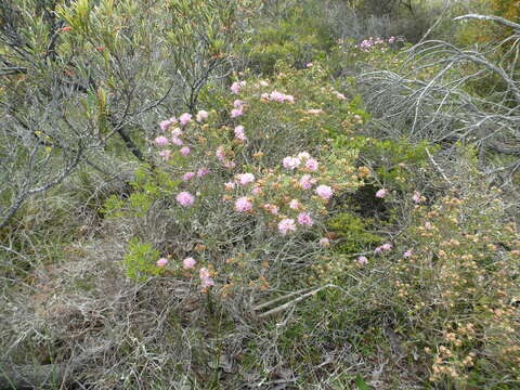 Image of Melaleuca carrii L. A. Craven