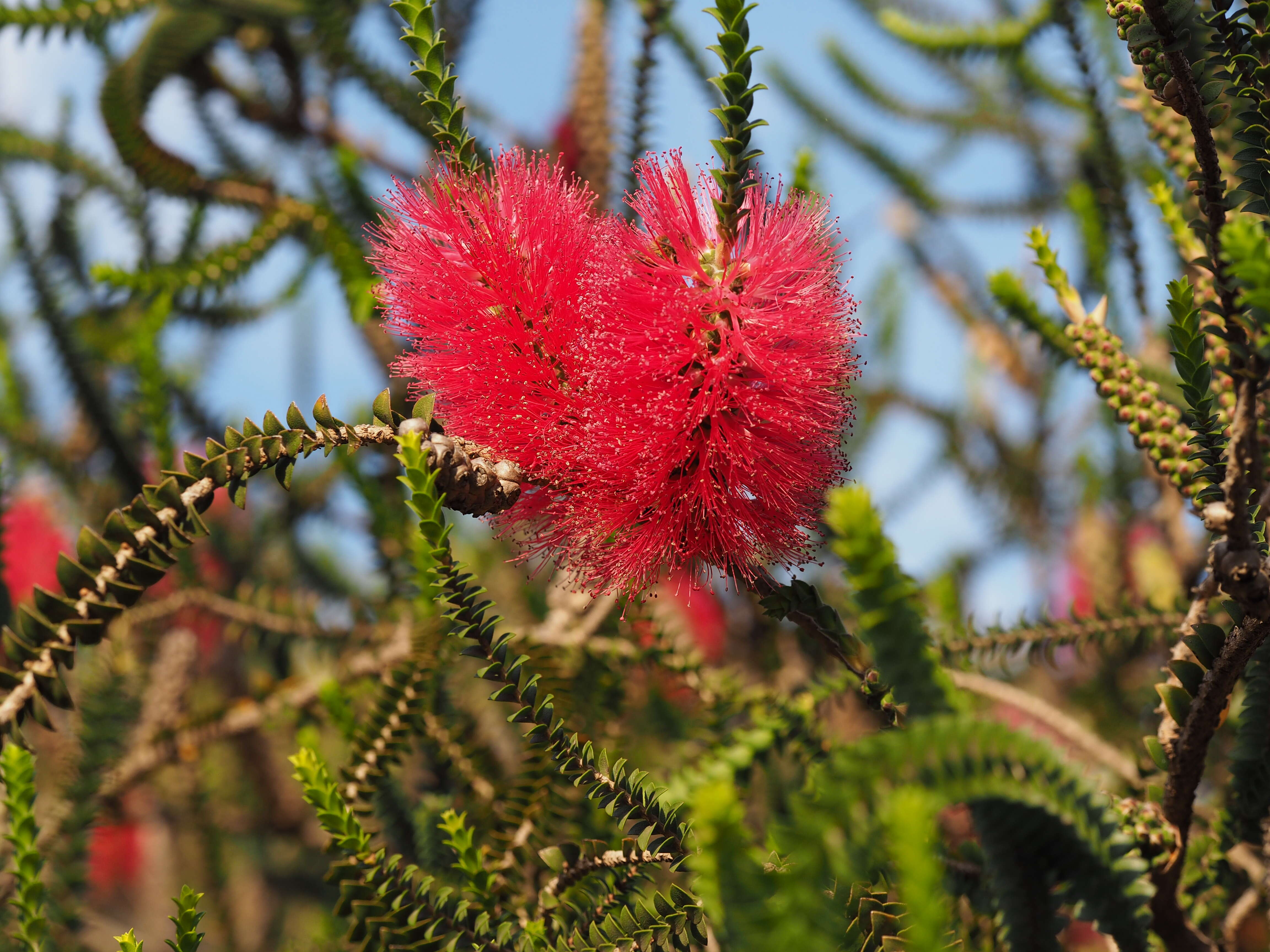 Image of Melaleuca coccinea George