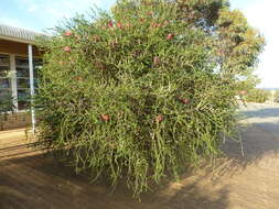 Image of Melaleuca coccinea George