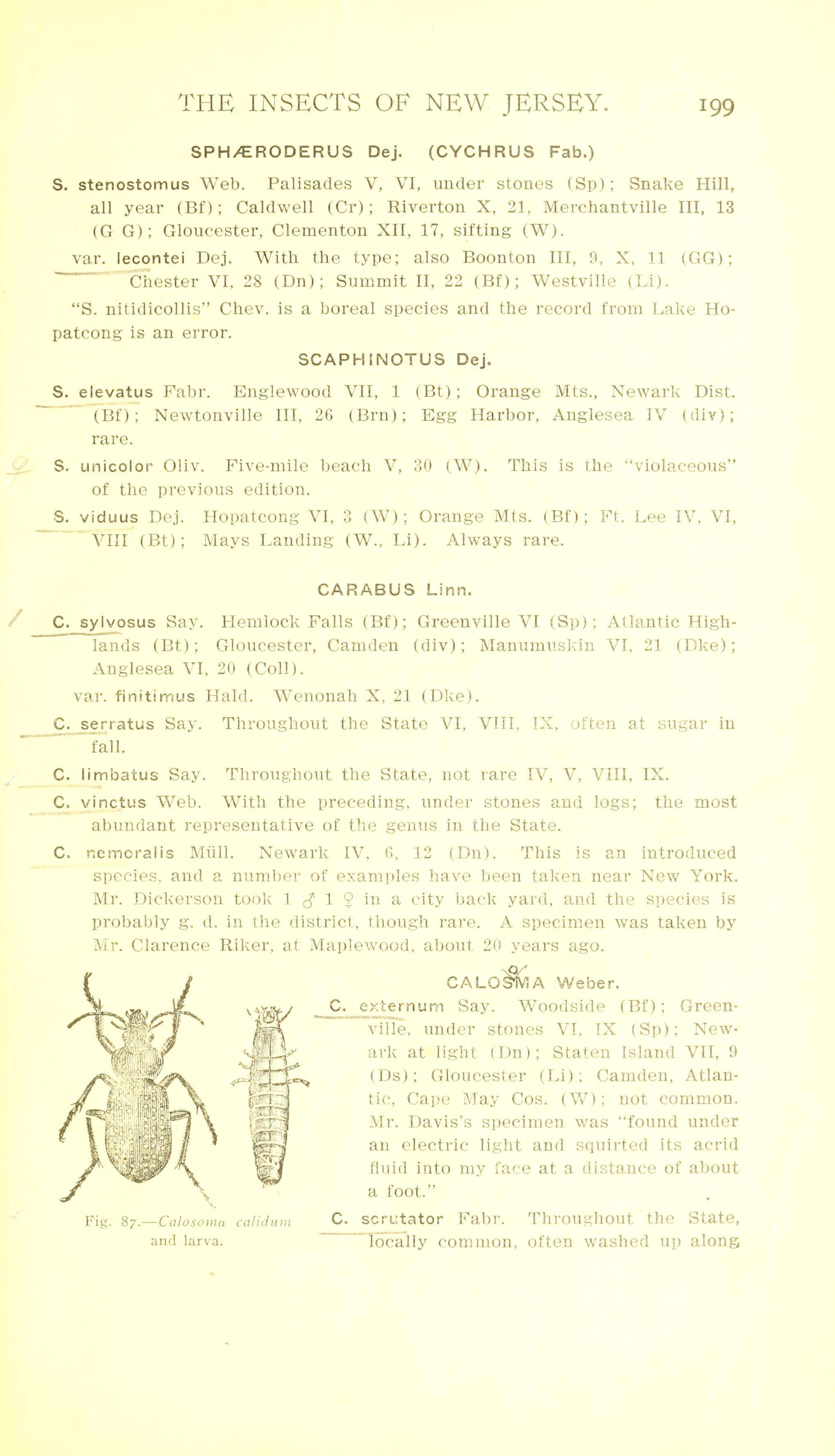 صورة Calosoma (Campalita) chlorostictum chlorostictum Dejean 1831