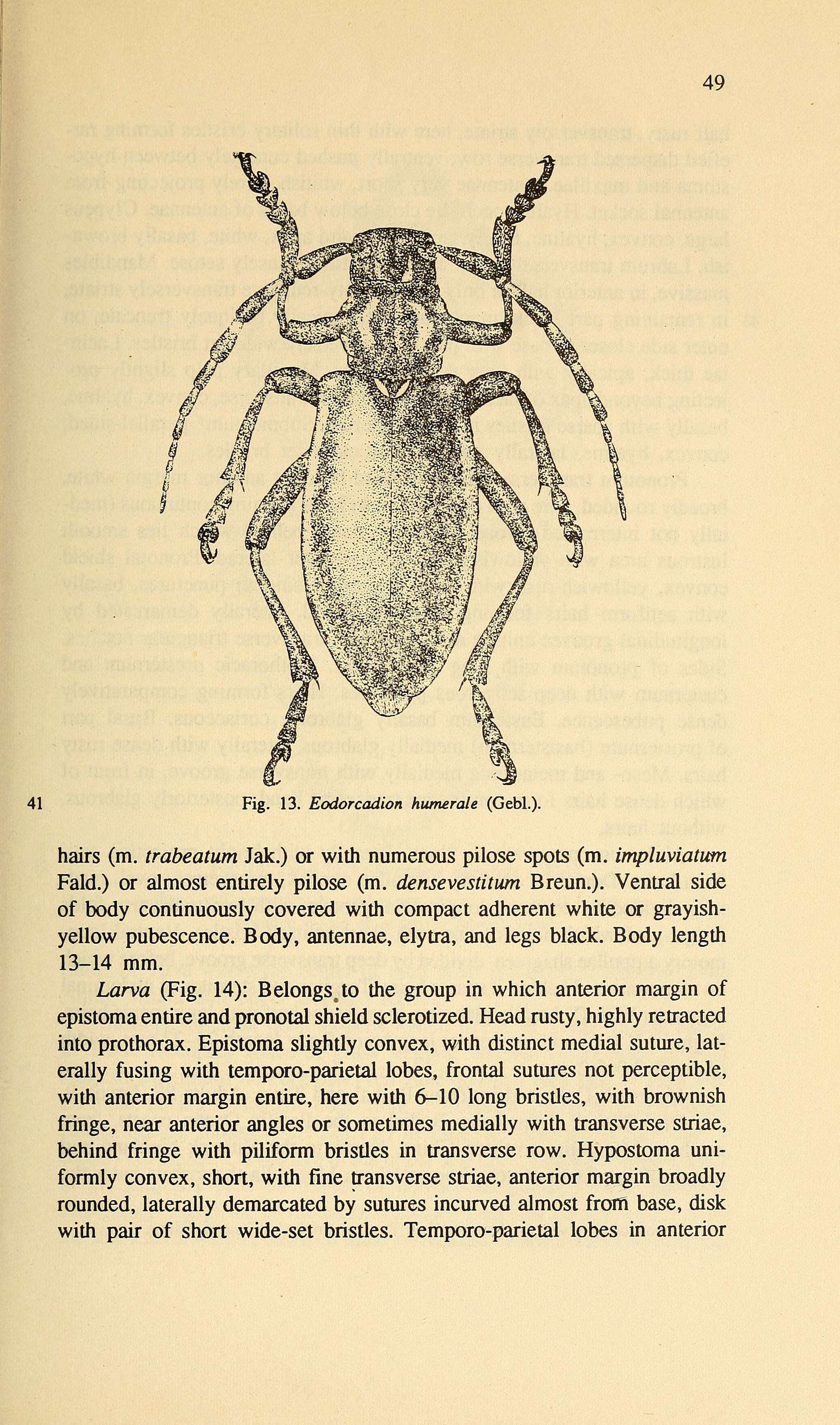 Image of Eodorcadion (Humerodorcadion) humerale (Gebler 1823)