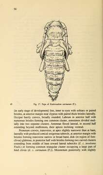 Image of Eodorcadion carinatum (Fabricius 1781)