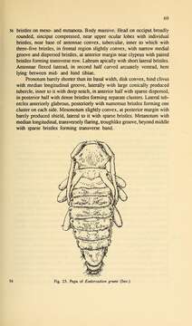 Image of Eodorcadion maurum (Jakovlev 1890)