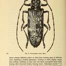 Image of Monochamus nitens Bates 1884