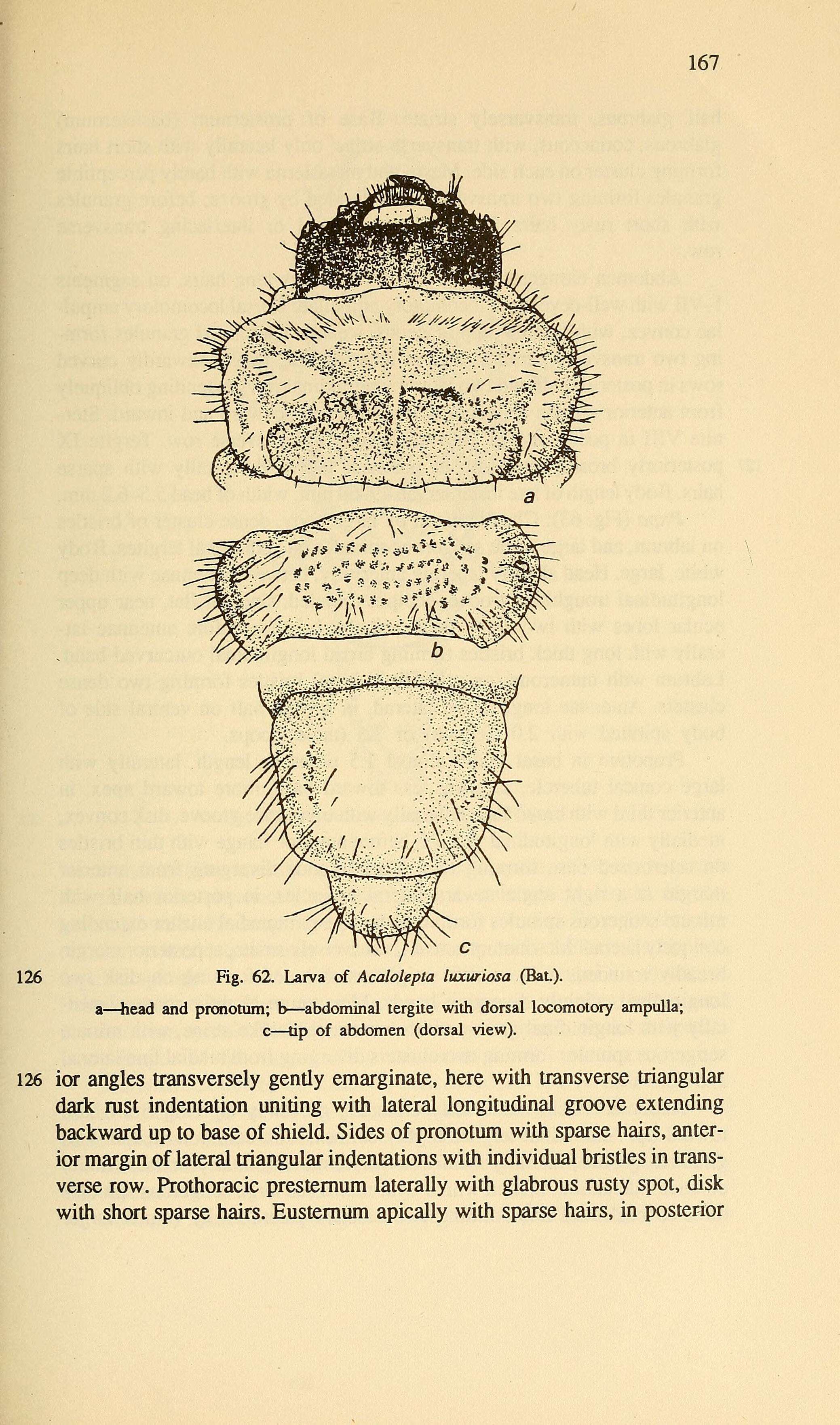 Image of Acalolepta luxuriosa (Bates 1873)