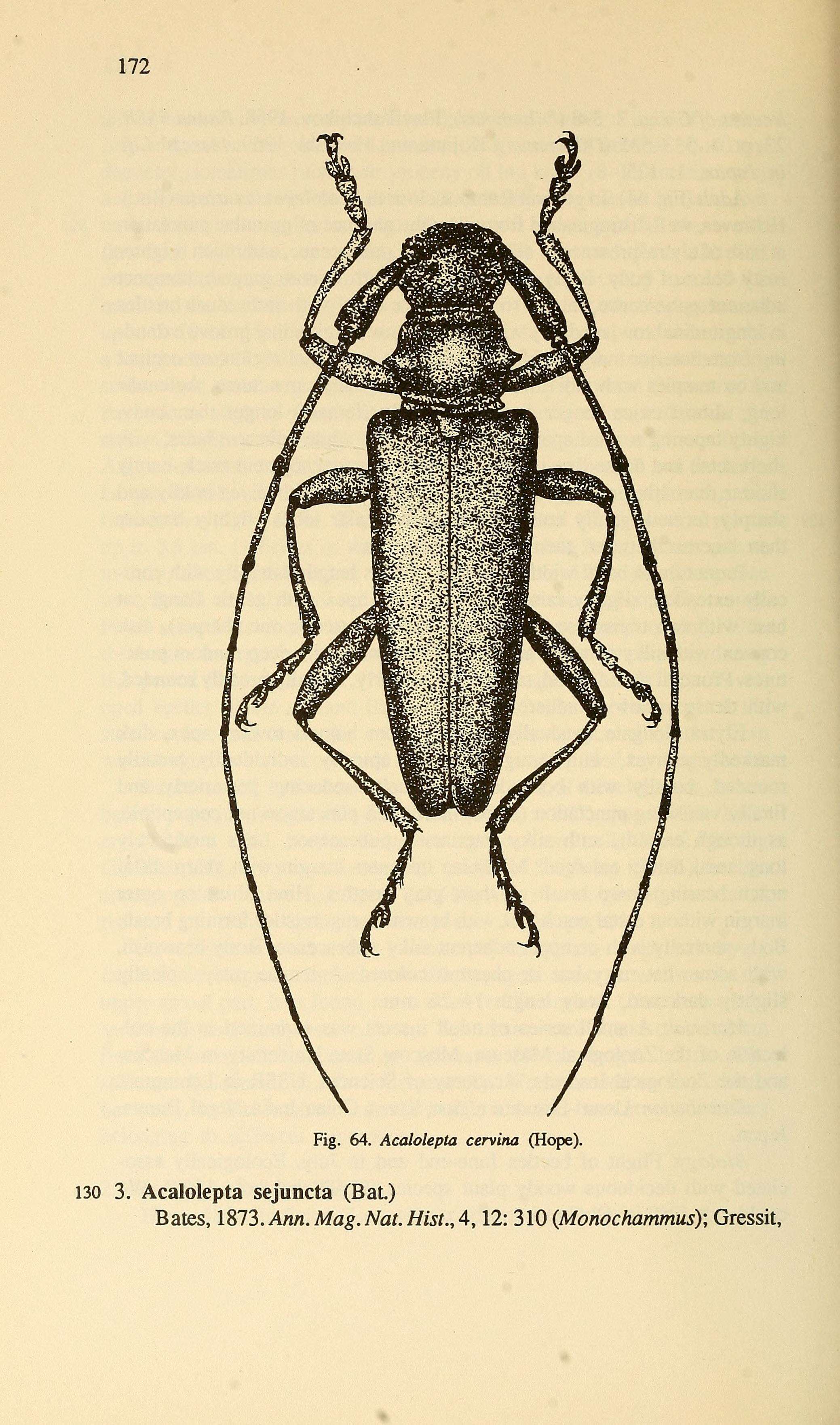 Image of Acalolepta cervina (Hope 1831)