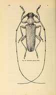 Image of Acalolepta sejuncta Bates 1873