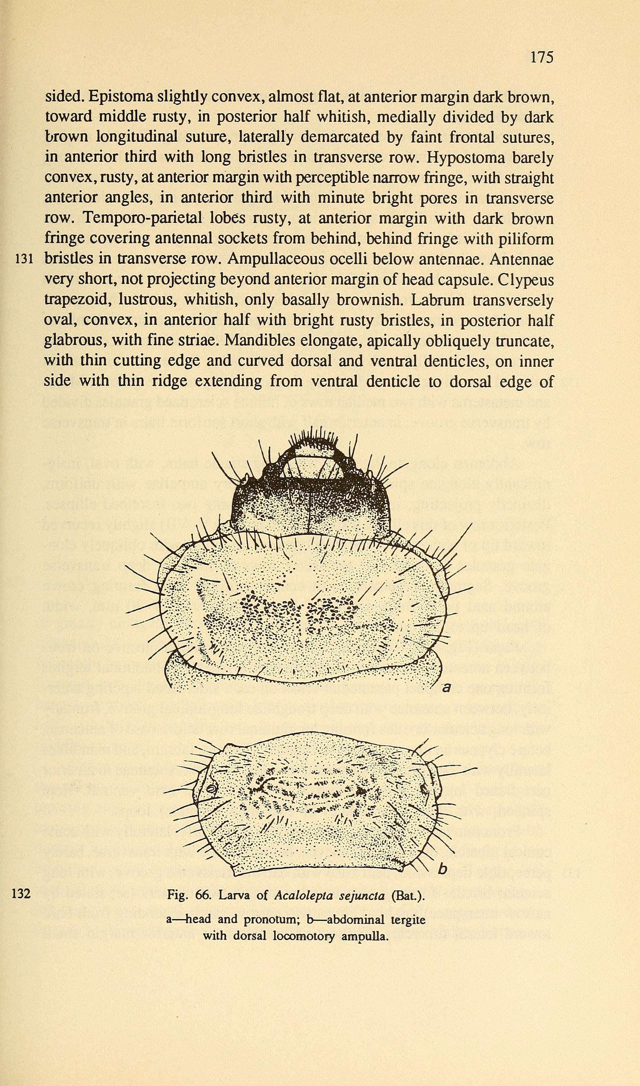 Image of Acalolepta sejuncta Bates 1873