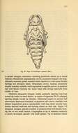 Image of Acalolepta sejuncta Bates 1873