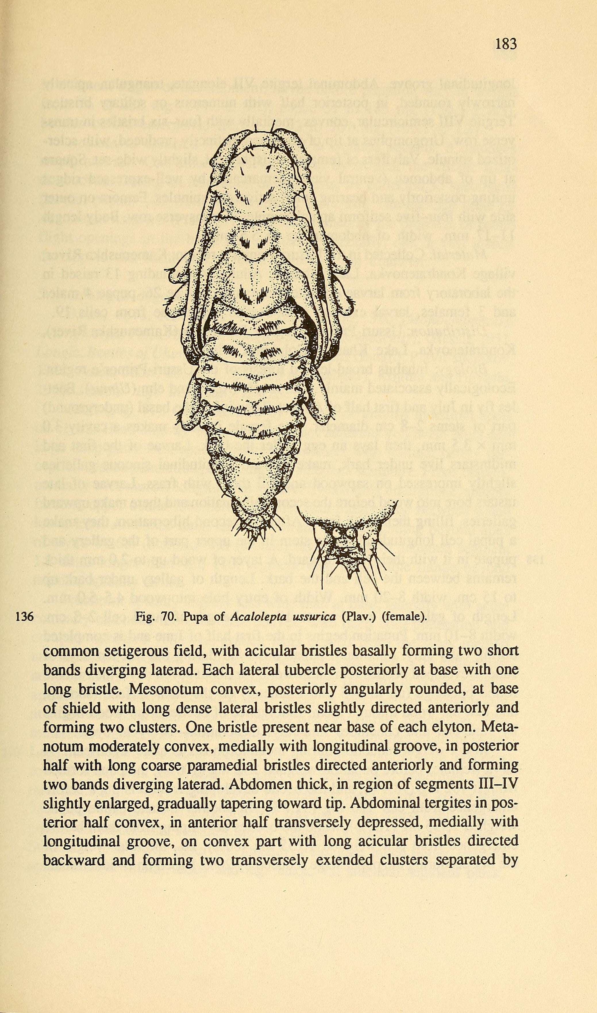 Image of Acalolepta ussurica (Plavilstshikov 1951)